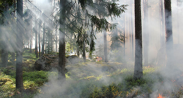Waldbrand verhütung