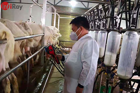 Anwendung der thermischen Kameras in der Milch industrie: Um Krankheiten bei Milchküsten und Ziegen schnell zu entdecken
