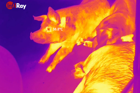 Der Ausbruch der afrikanischen Schweine pest? InfiRay-Wärme kameras helfen bei der Schaffung einer intelligenten Landwirtschaft