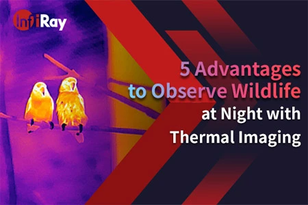 5 Vorteile, um Wildtiere nachts mit thermischer Bildgebung zu beobachten